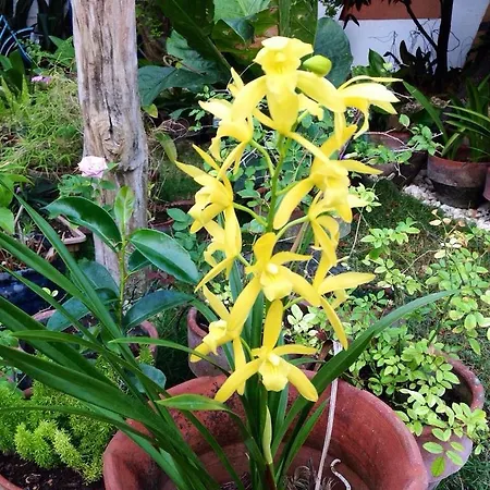Oslob Garden Stay Beach Resort